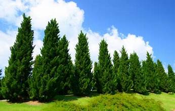 Deodar Cedar